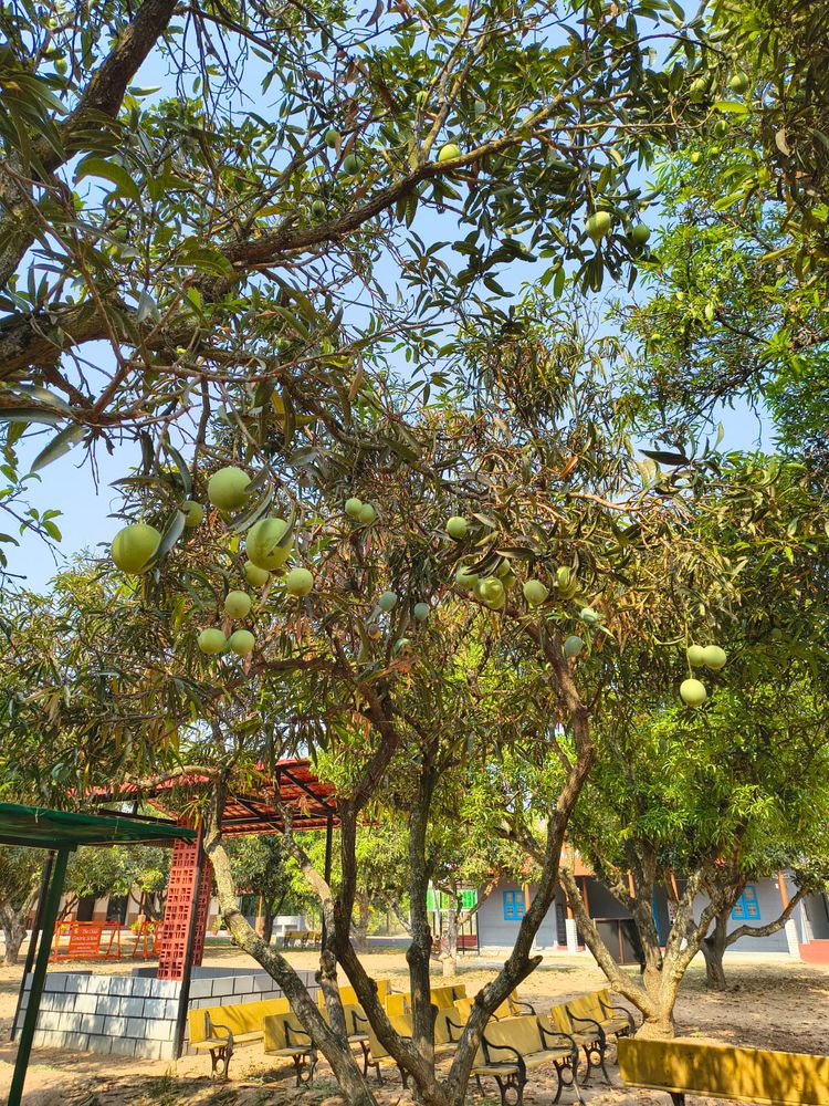 Inside the learning spaces at Mango Woods School